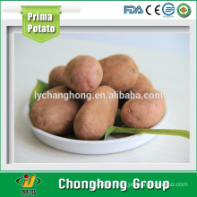 [HOT SALE] Red Potato